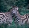 Commentor's profile photo of two zebras in green nature